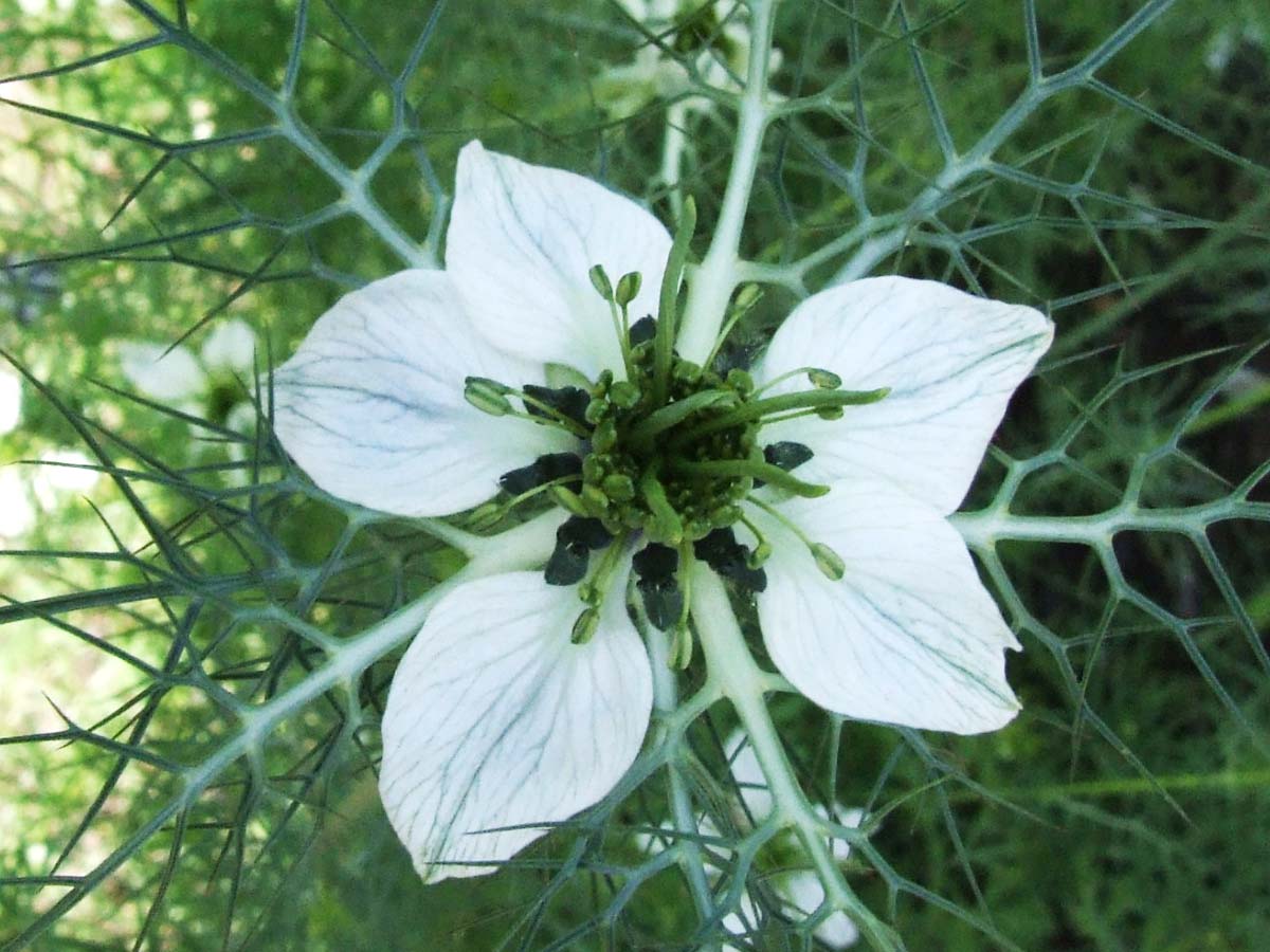 Czarnuszka, love-in-a-mist