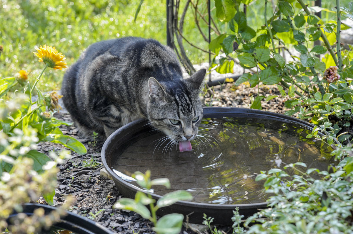 Kot pije wodę