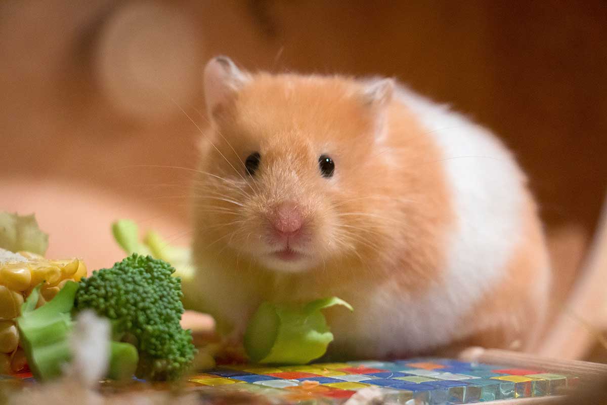 Chomik