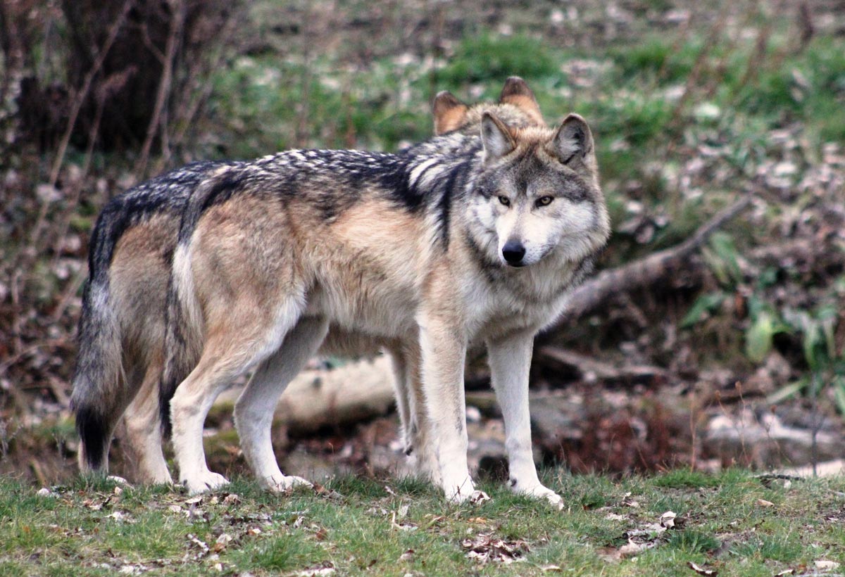 Wilki